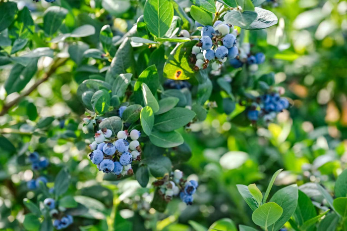 开心动漫官网版入口-种植技术